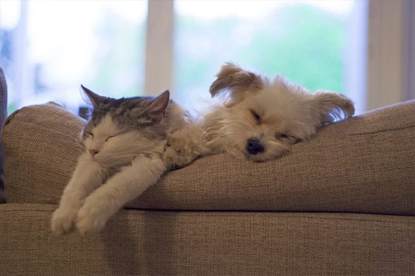 Dog and cat resting on a clean sofa